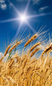 Dimex Wheat Field Fotobehang 150x250cm 2 banen | Yourdecoration.nl