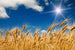 Dimex Wheat Field Fotobehang 375x250cm 5 banen | Yourdecoration.nl