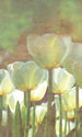 Dimex White Tulips Abstract Fotobehang 150x250cm 2 banen | Yourdecoration.nl