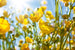 Dimex Yellow Flowers Fotobehang 375x250cm 5 banen | Yourdecoration.nl