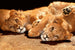 Dimex Young Lions Fotobehang 375x250cm 5 banen | Yourdecoration.nl