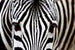 Dimex Zebra Fotobehang 375x250cm 5 banen | Yourdecoration.nl