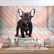 Fotobehang - French Bulldog - Vliesbehang