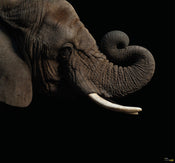 Komar Afrikaanse Olifant Vlies Fotobehang 300X280Cm 6 Delen | Yourdecoration.nl