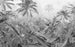 Komar Amazonia Black and White Vlies Fotobehang 400x250cm 4 banen | Yourdecoration.nl