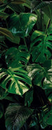 Komar Tropical Wall Vlies Fotobehang 100x250cm 1 baan | Yourdecoration.nl