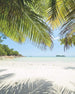 Komar Under The Palmtree Vlies Fotobehang 200x250cm 2 banen | Yourdecoration.nl