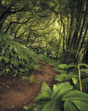 Komar The Path Vlies Fotobehang 200x250cm 2 banen | Yourdecoration.nl