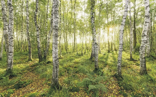 Komar Birch Trees Vlies Fotobehang 400x250cm 4 banen | Yourdecoration.nl