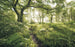 Komar Mystic Path Vlies Fotobehang 400x250cm 4 banen | Yourdecoration.nl