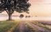 Komar Misty Morning Vlies Fotobehang 400x250cm 4 banen | Yourdecoration.nl