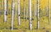 Komar Orange Forest Vlies Fotobehang 400x250cm 4 banen | Yourdecoration.nl