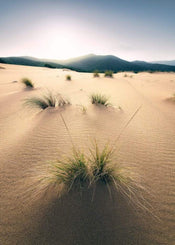 Komar Vivid Dunes Vlies Fotobehang 200x280cm 4 banen | Yourdecoration.nl