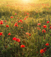 Komar Poppy World Vlies Fotobehang 250x280cm 5 banen | Yourdecoration.nl