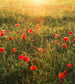 Komar Poppy World Vlies Fotobehang 250x280cm 5 banen | Yourdecoration.nl