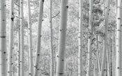 Komar Espenwald Vlies Fotobehang 450x280cm 9 banen | Yourdecoration.nl