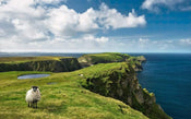 Komar Green Ireland Vlies Fotobehang 450x280cm 9 banen | Yourdecoration.nl