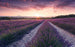 Komar Lavender Dream Vlies Fotobehang 450x280cm 9 banen | Yourdecoration.nl