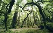 Komar Ancient Green Vlies Fotobehang 450x280cm 9 banen | Yourdecoration.nl