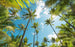 Komar Coconut Heaven Vlies Fotobehang 450x280cm 9 banen | Yourdecoration.nl