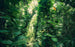 Komar Green Leaves Vlies Fotobehang 450x280cm 9 banen | Yourdecoration.nl