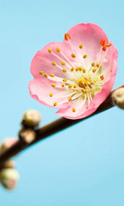 Komar Peach Blossom Fotobehang 150x250cm 3 banen | Yourdecoration.nl