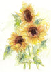 Komar Vlies Fotobehang x4 1008 Girasol | Yourdecoration.nl