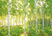 Komar Sunday Vlies Fotobehang National Geographic 368x248cm | Yourdecoration.nl